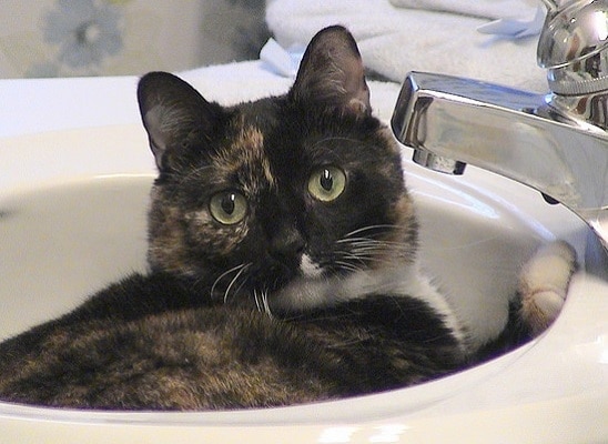 Black and orange calico lying in bathroom sink.