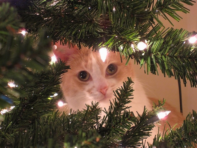 Beige and white cat peeking through Christmas tree branches