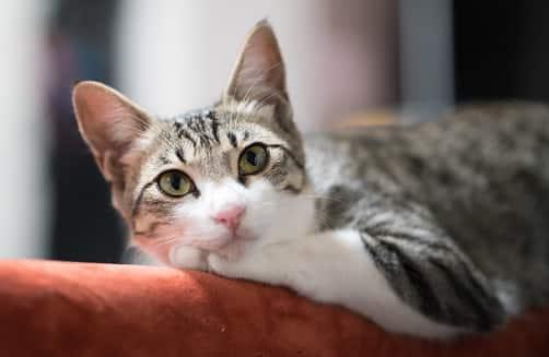 lõõgastunud kass diivanil