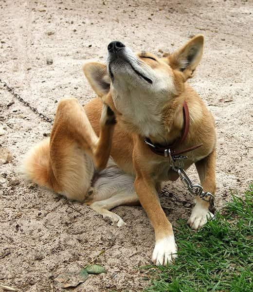 Oranž ennast kratsiv koer õues rihma otsas