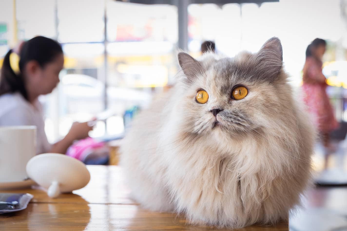 fluffy-cat-at-cat-cafe-SW Kohev hallikasvalge kass istub kassikohvikus puidust laual