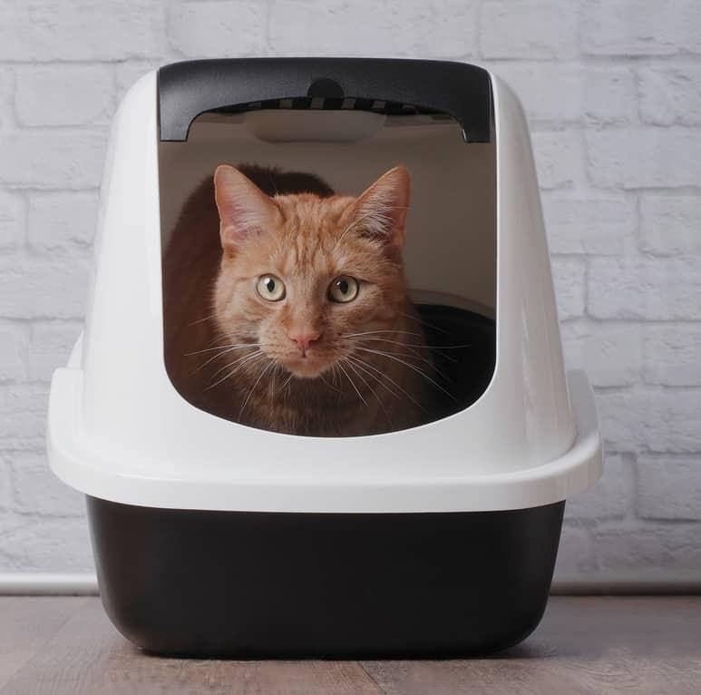 Valge haigutav sinise kaelarihmaga kass 