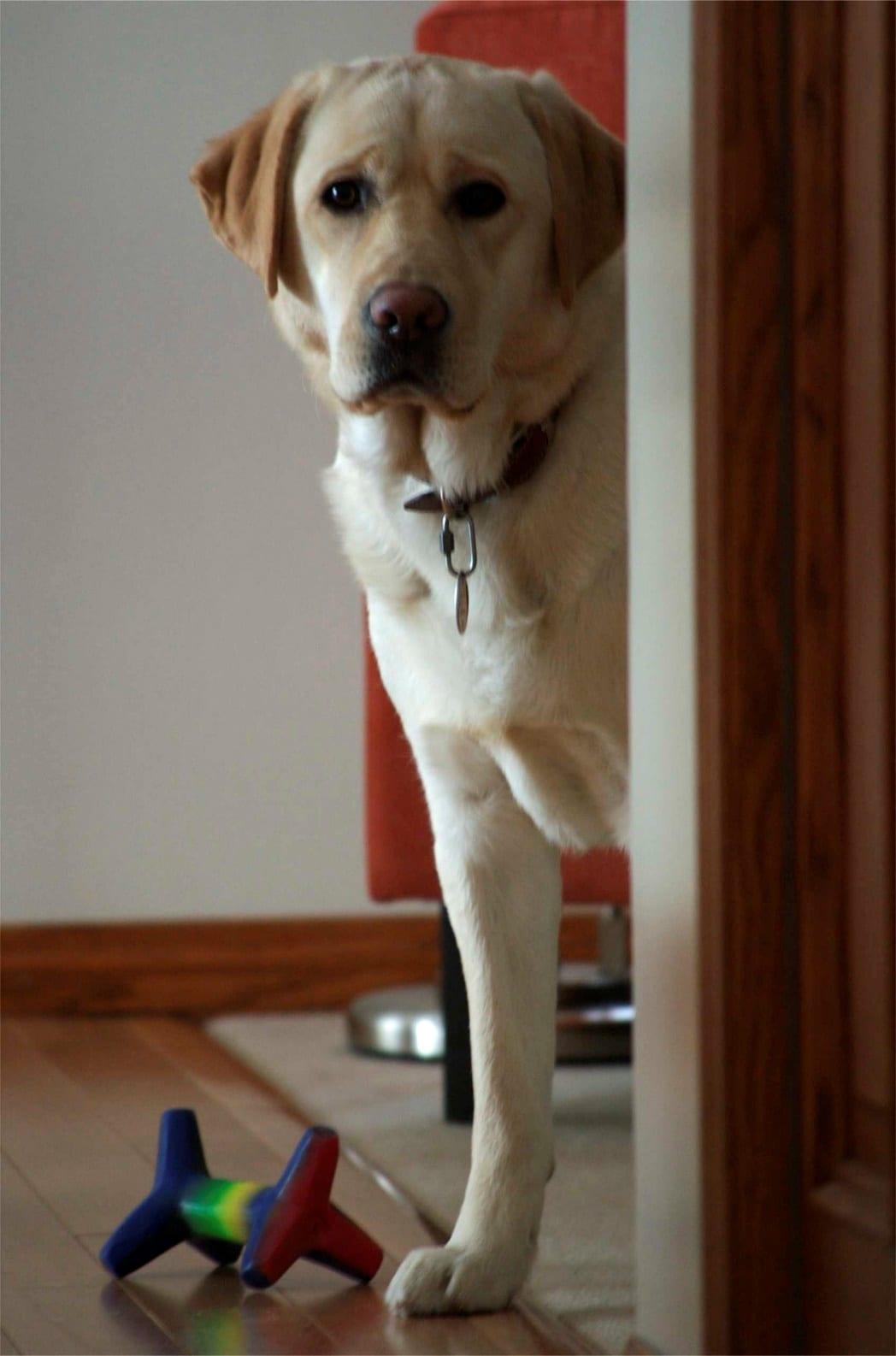 Little Sleeping French Bulldog Puppies little sleeping French bulldog puppies lying on a beautiful green grass