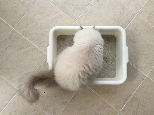 Persian cat standing in white litter tray on tile floor. 