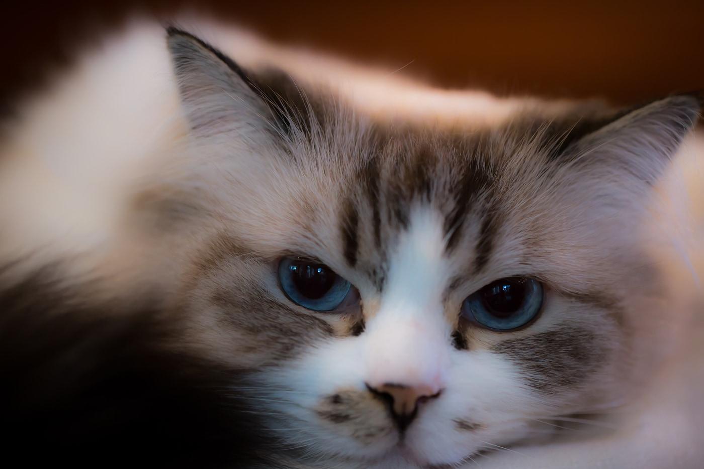 siniste-silmadega-ragdoll'i-tõugu-kass Siniste silmadega ilus Ragdoll'i tõugu kass.