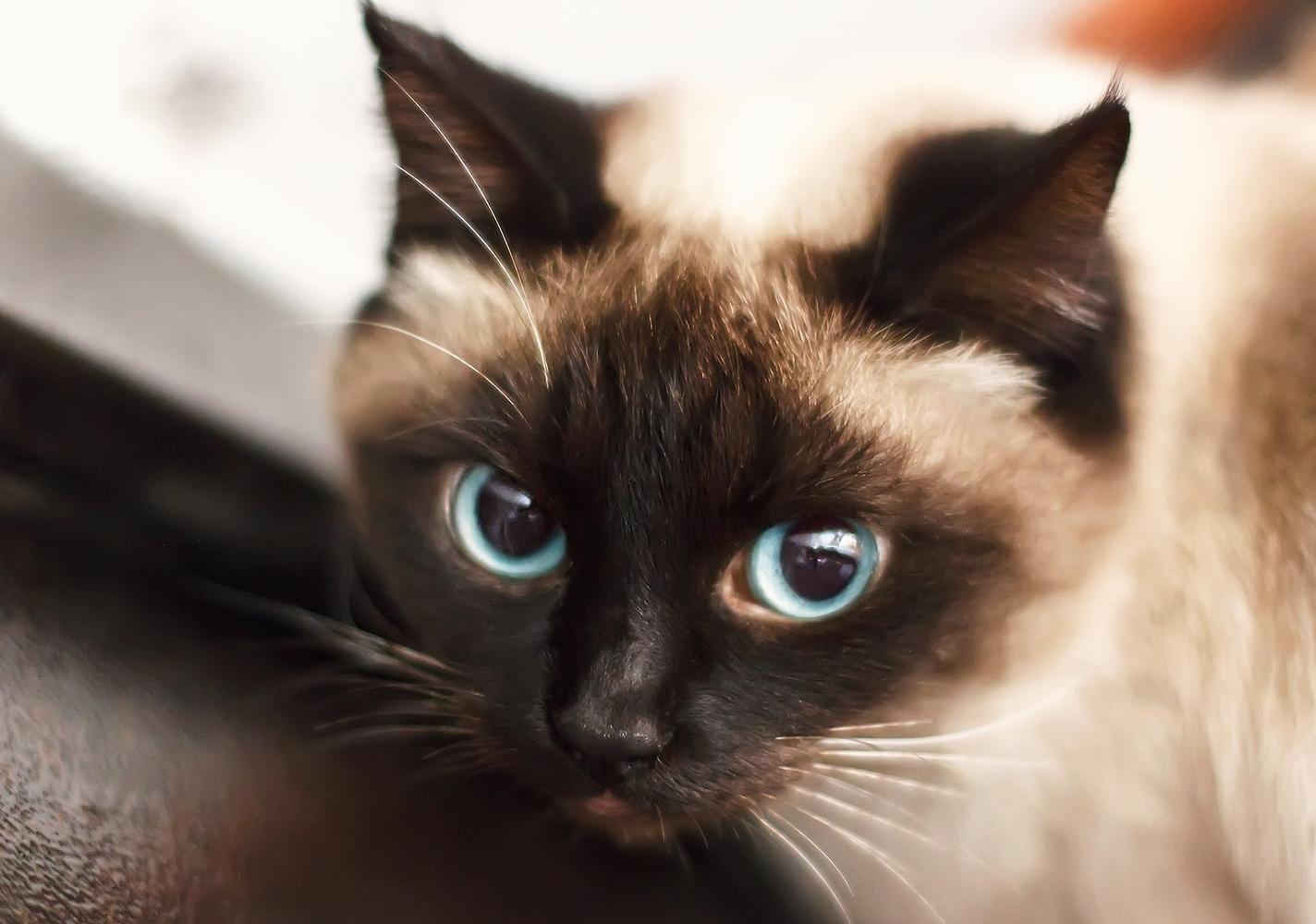 siiami-kassipoeg Siniste silmadega siiami kass.