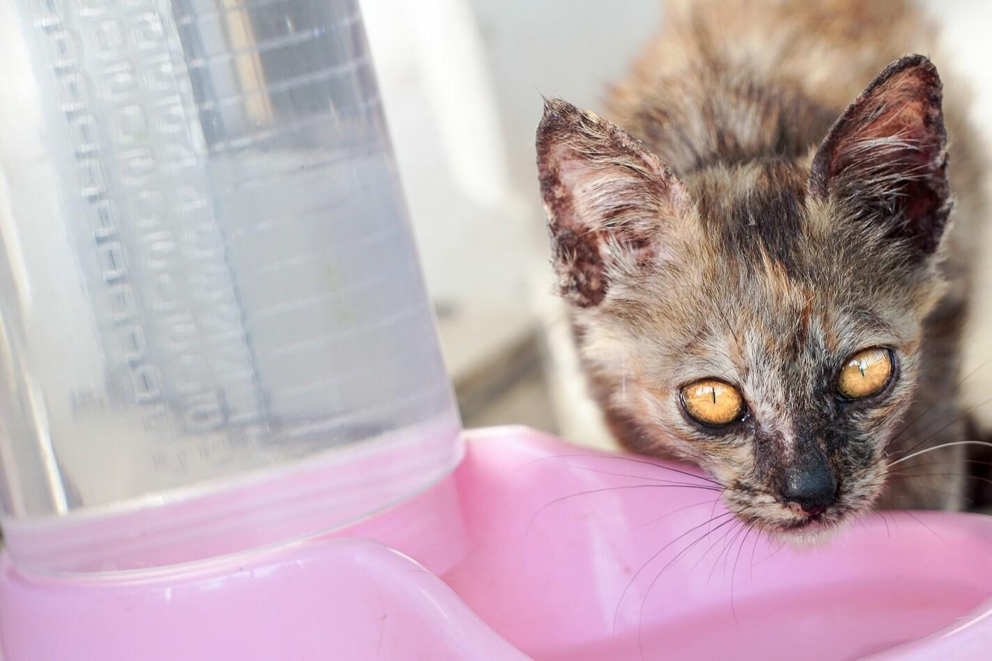 Täpiline kass joob vett roosast kausist