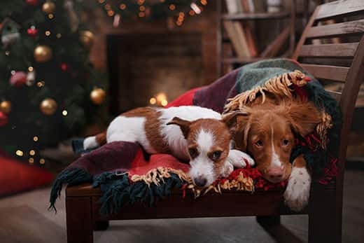 Jack Russell Terrier and Dog Nova Scotia Duck Tolling Retriever lie on chair with blanket in front of Christmas tree.