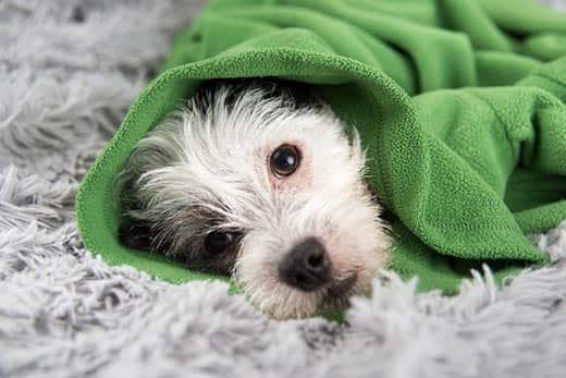 white-black-dog-wrapped-in-green-sweater-SW Must-valge rohelisse sviitrisse mähitud koer lamab vaibal.