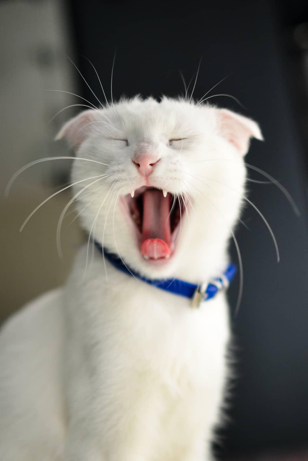 Punane kass istub oma liivakastis ja vaatab kaamerasse.