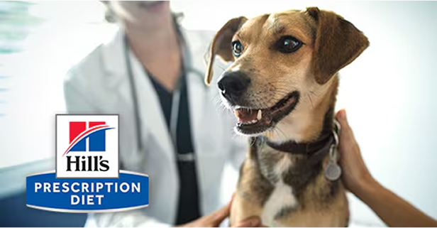 Koer koos loomaarstiga