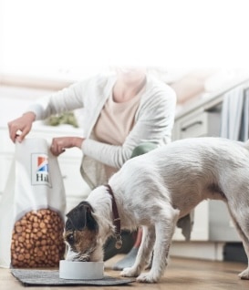Koer sööb Hill'si toitu
