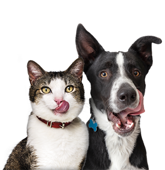 Suud lakkuvad kass ja koer