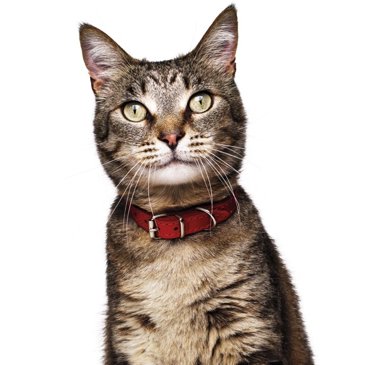 Rõõmus kass vaatamas kaamerasse