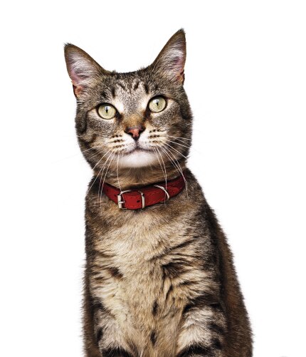 Rõõmus kass vaatamas kaamerasse