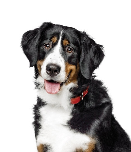 Rõõmus koer, keel suust väljas