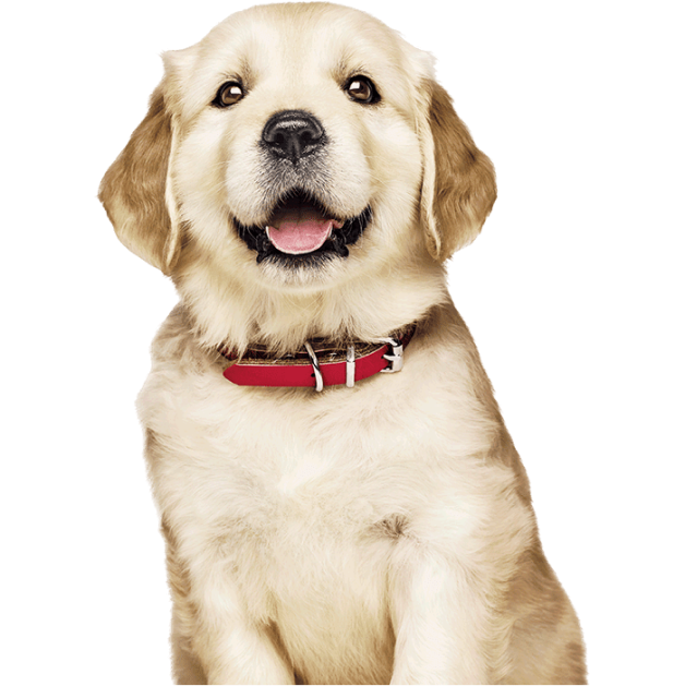 kuldse retriiveri kutsikas