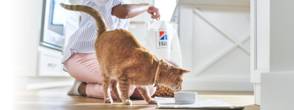 Kass sööb Hill'si toitu