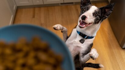Dog and bowl of food