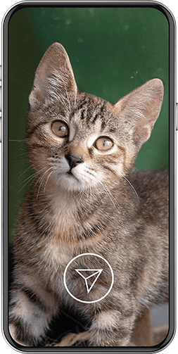 tabby cat looking at the camera