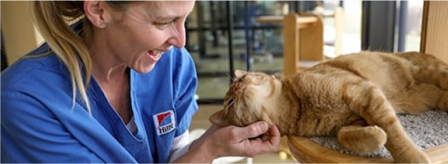 Foto siseruumis kassi paitavast naisest