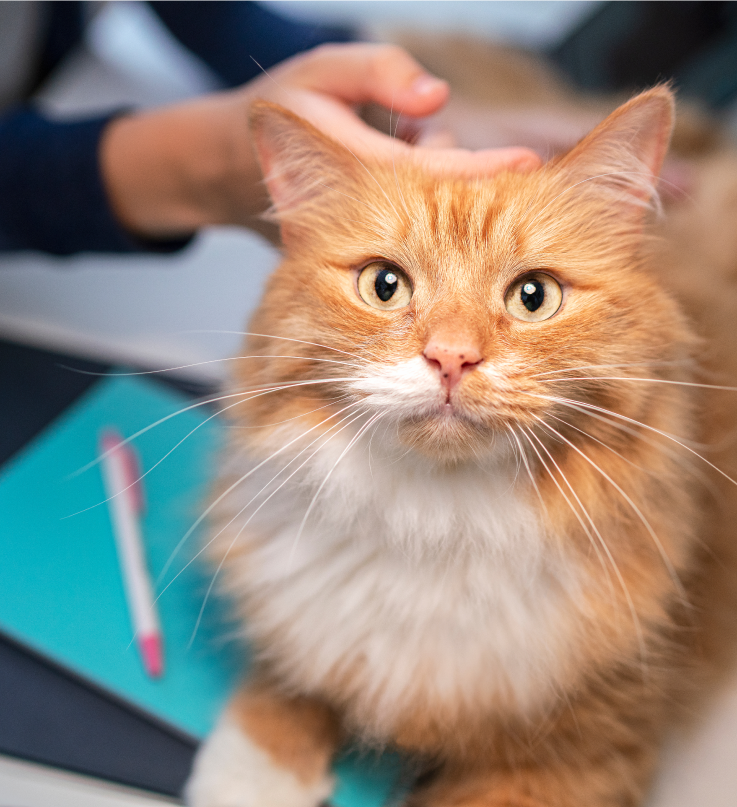 pruun kass vaatab üles